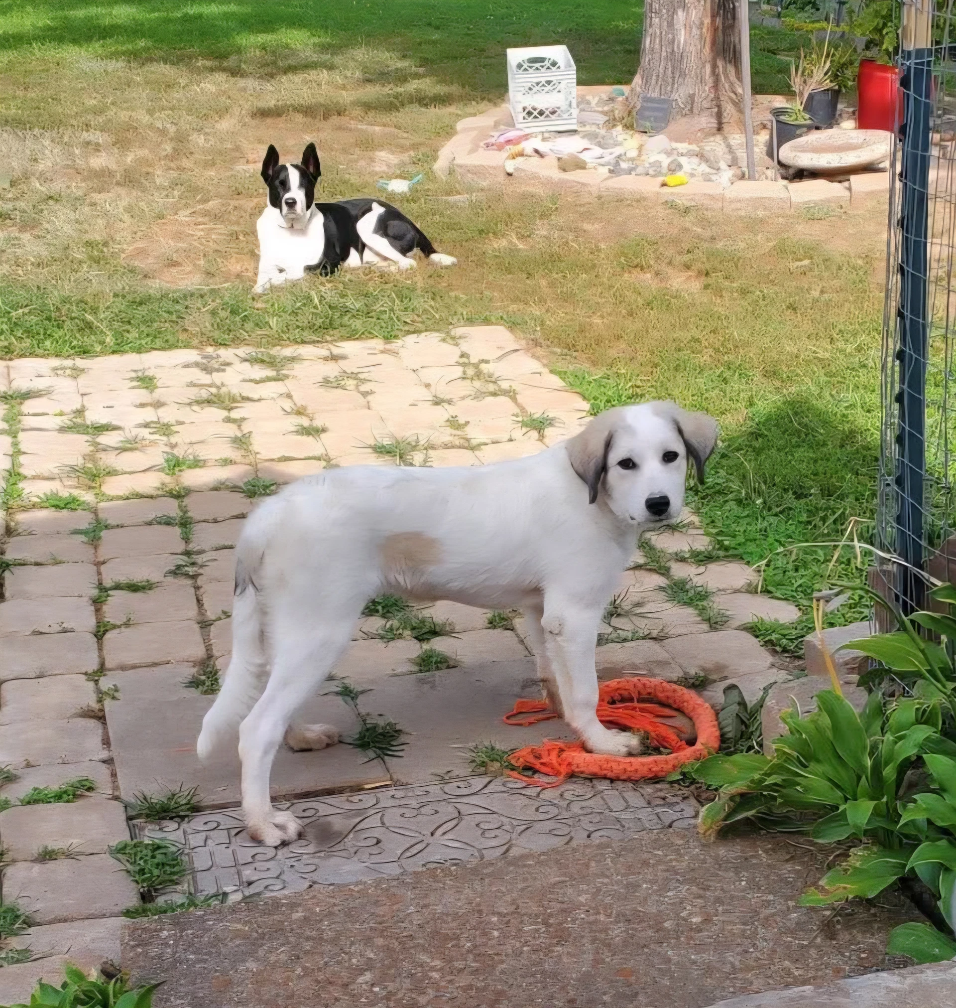 Lyla