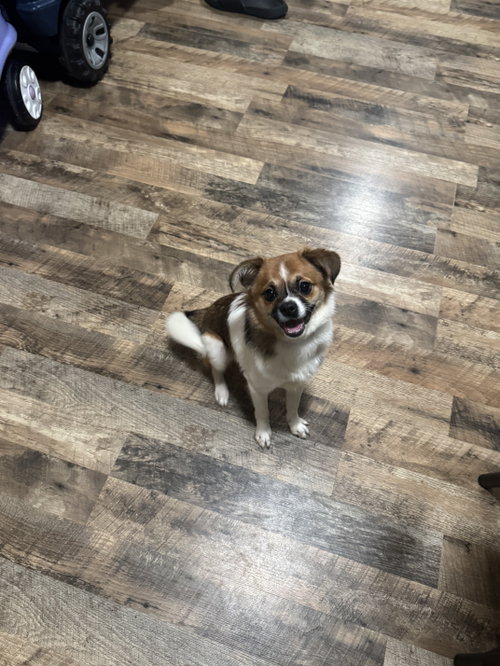 picture of the dog needing adoption