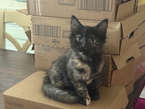 picture of the cat needing adoption