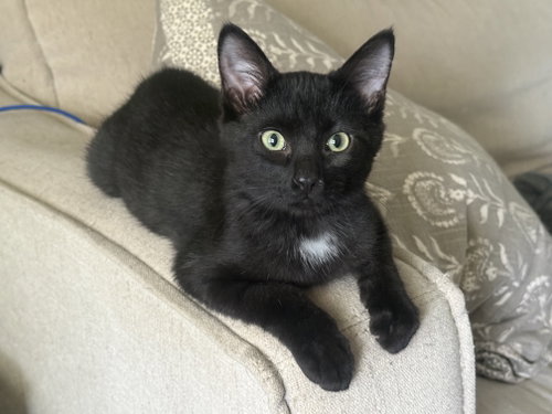 picture of the cat needing adoption