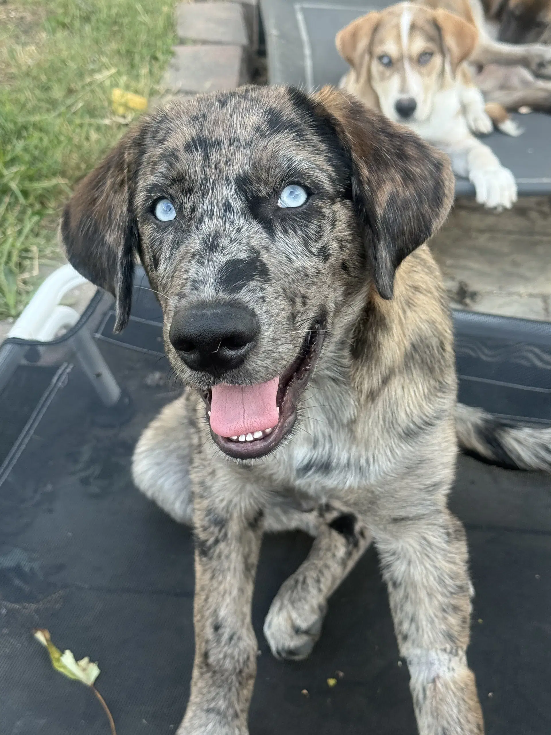 Merle Haggard - Australian Cattle Dog/Blue Heeler