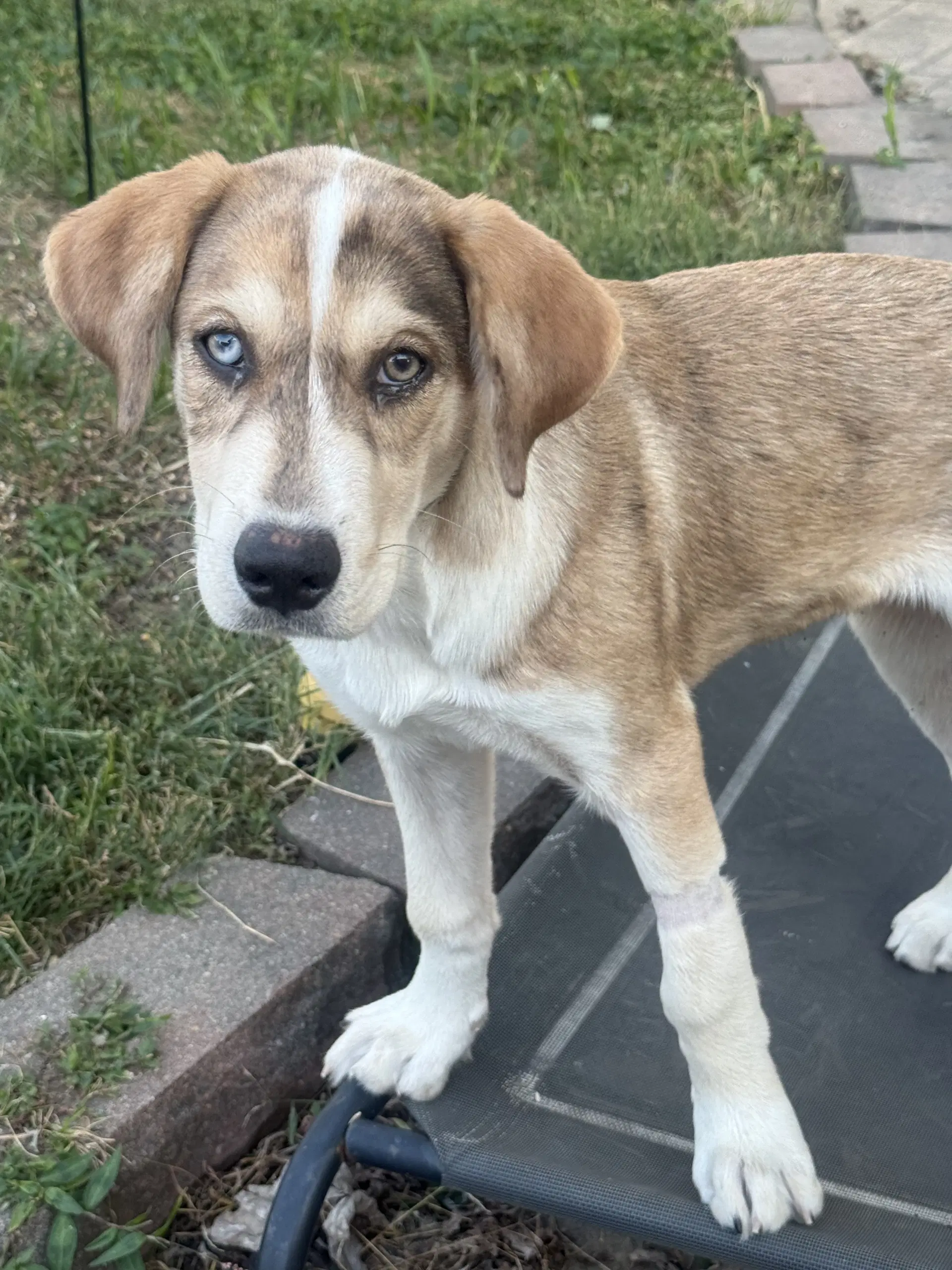 George Jones - Australian Cattle Dog/Blue Heeler