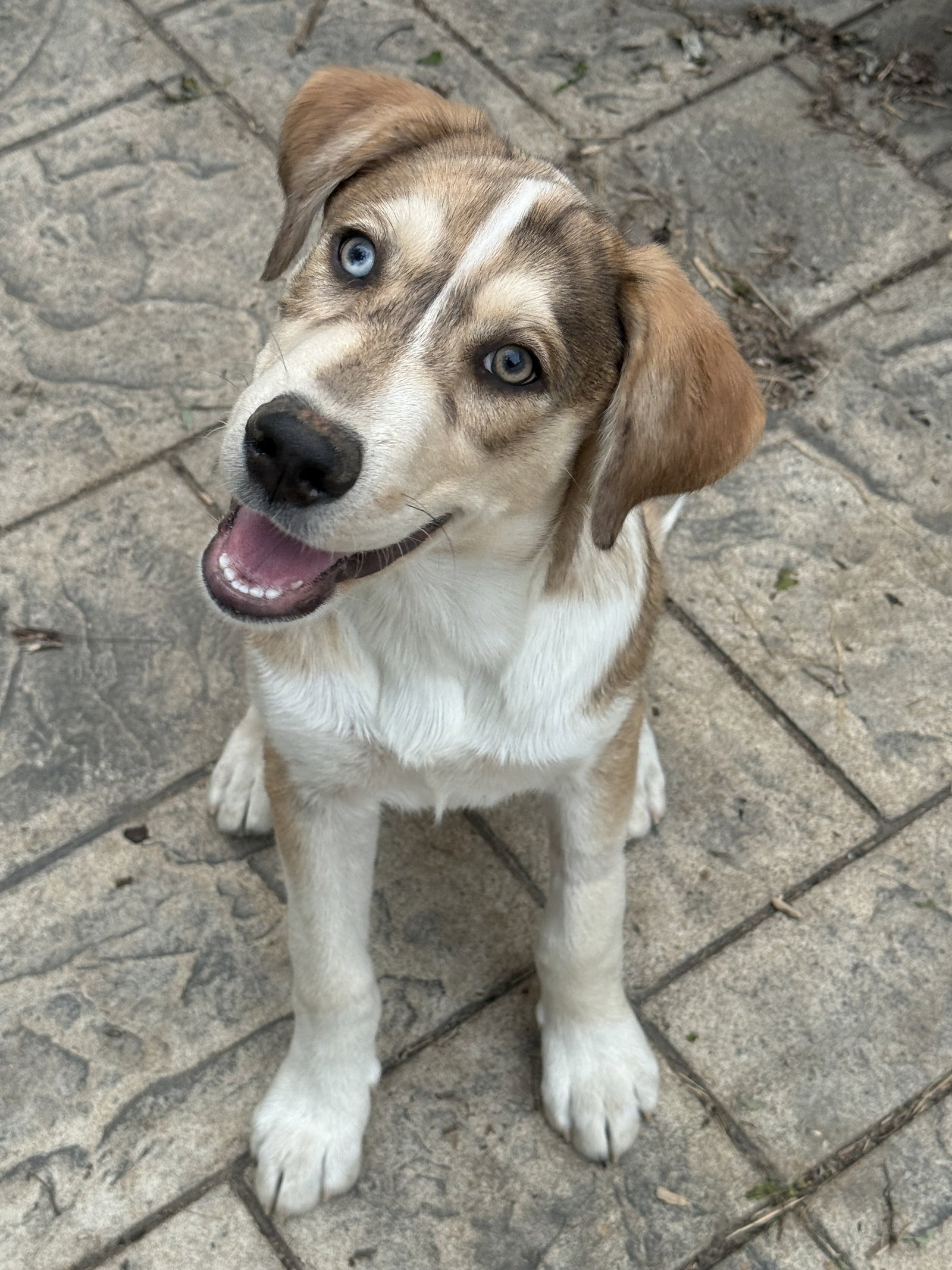 George Jones, Australian Cattle Dog/Blue Heeler