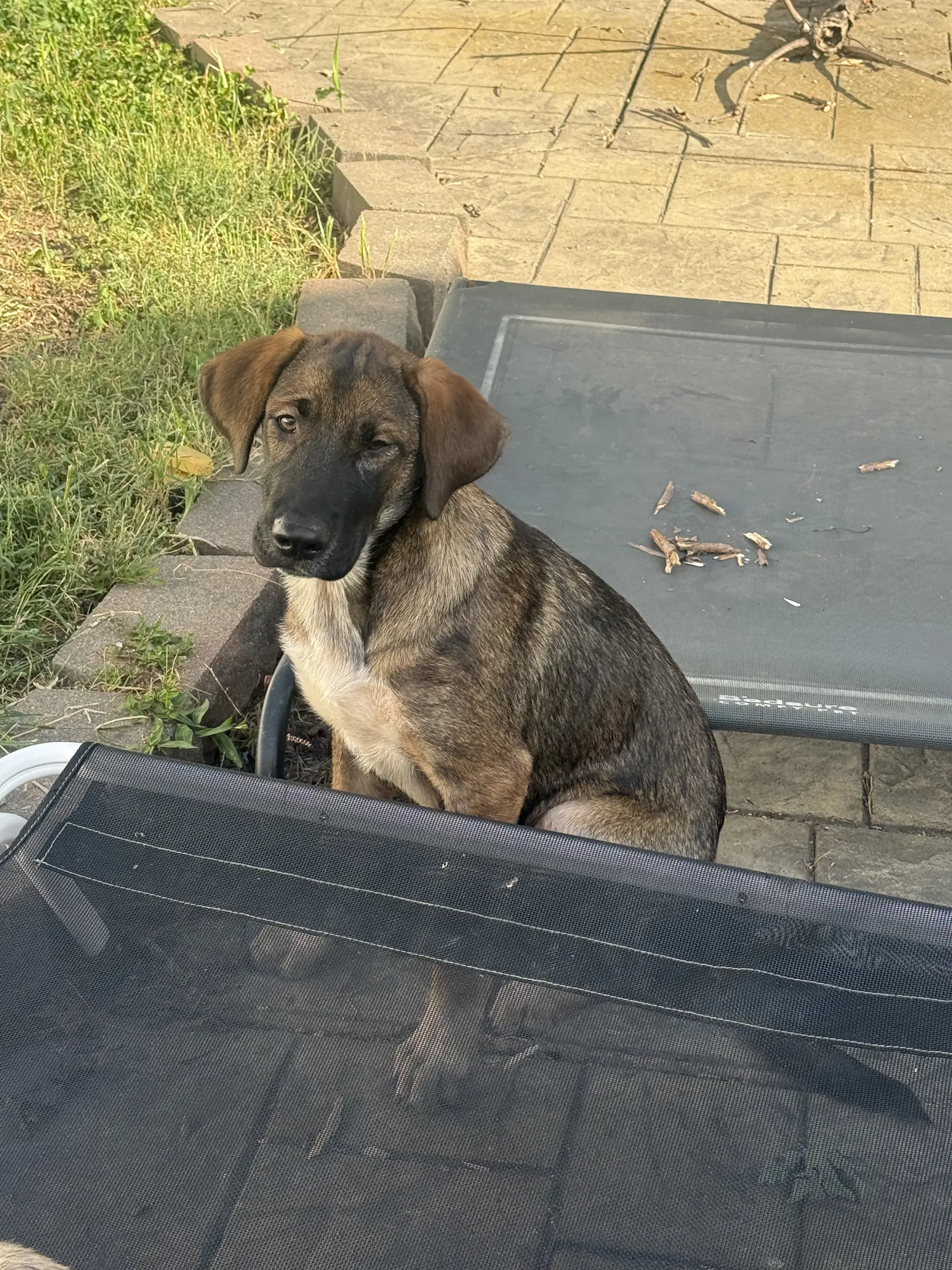 Dolly Parton - Australian Cattle Dog/Blue Heeler