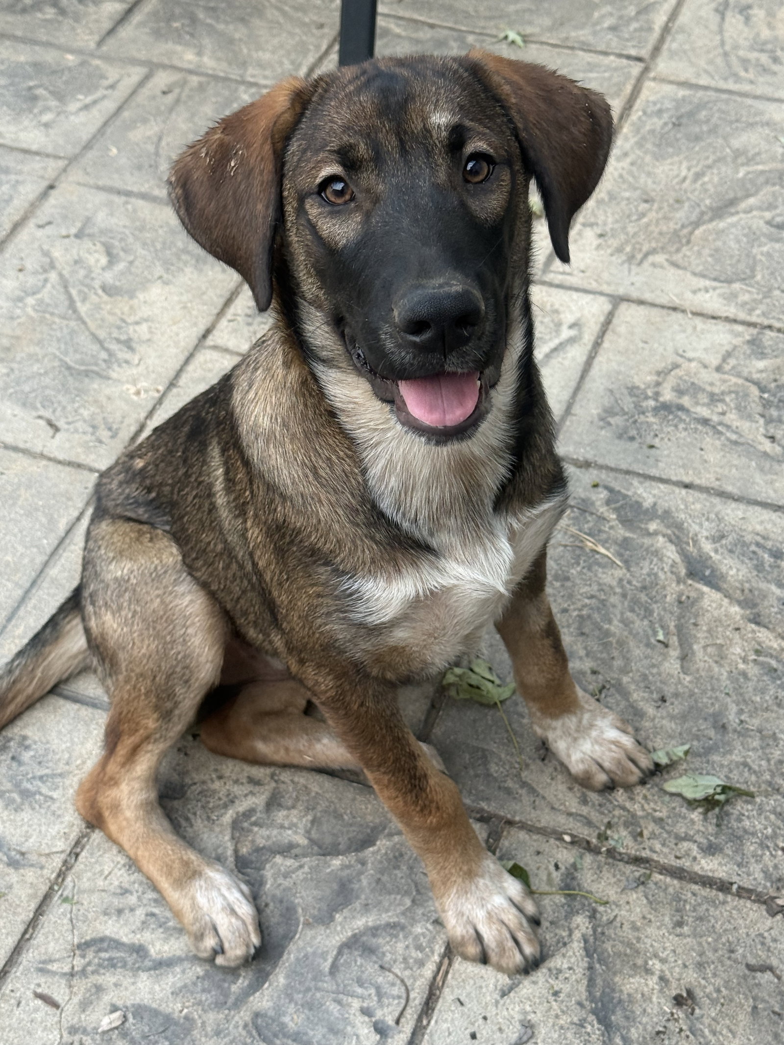 Dolly Parton, Australian Cattle Dog/Blue Heeler