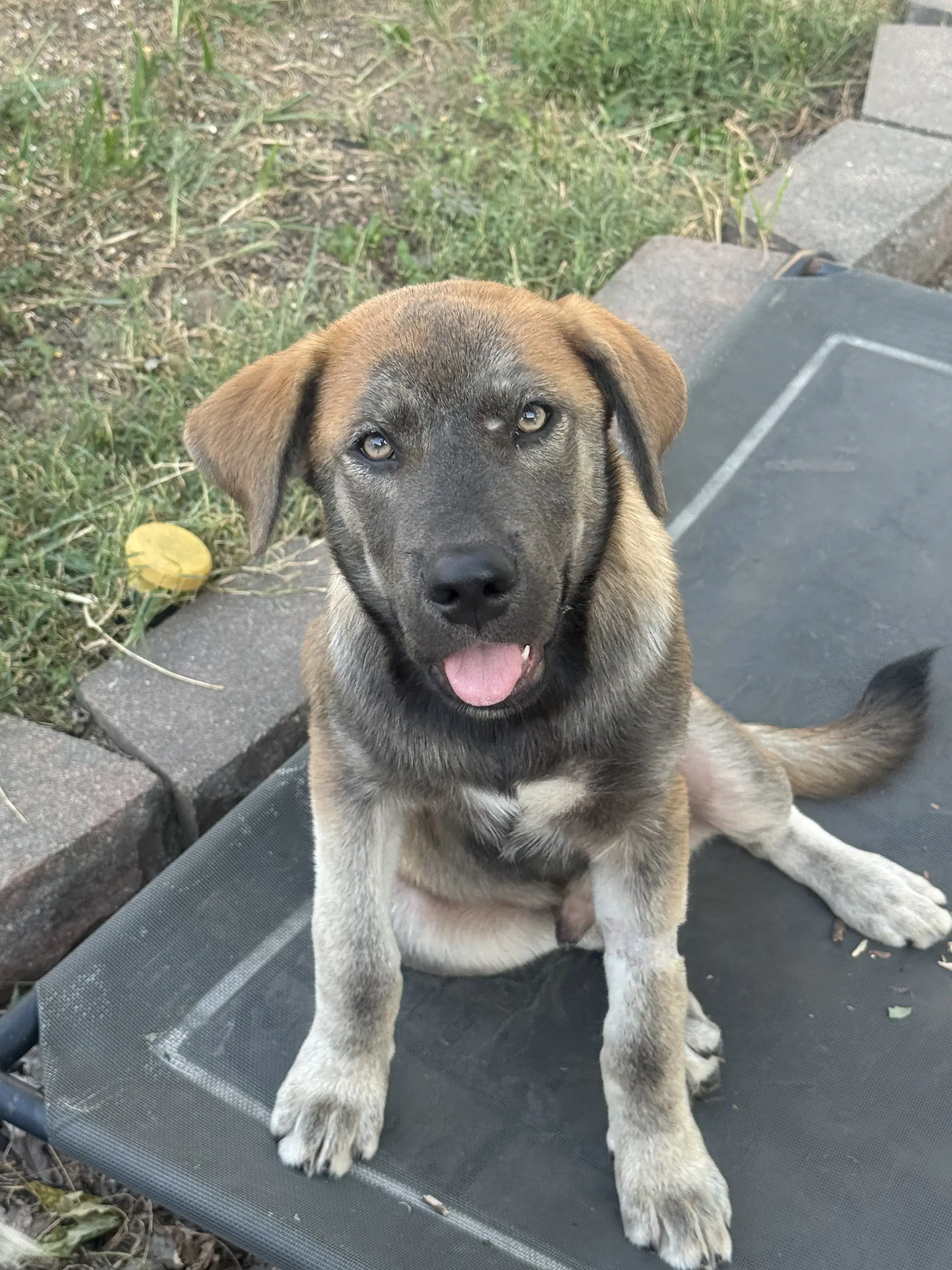 Willie Nelson - Australian Cattle Dog/Blue Heeler