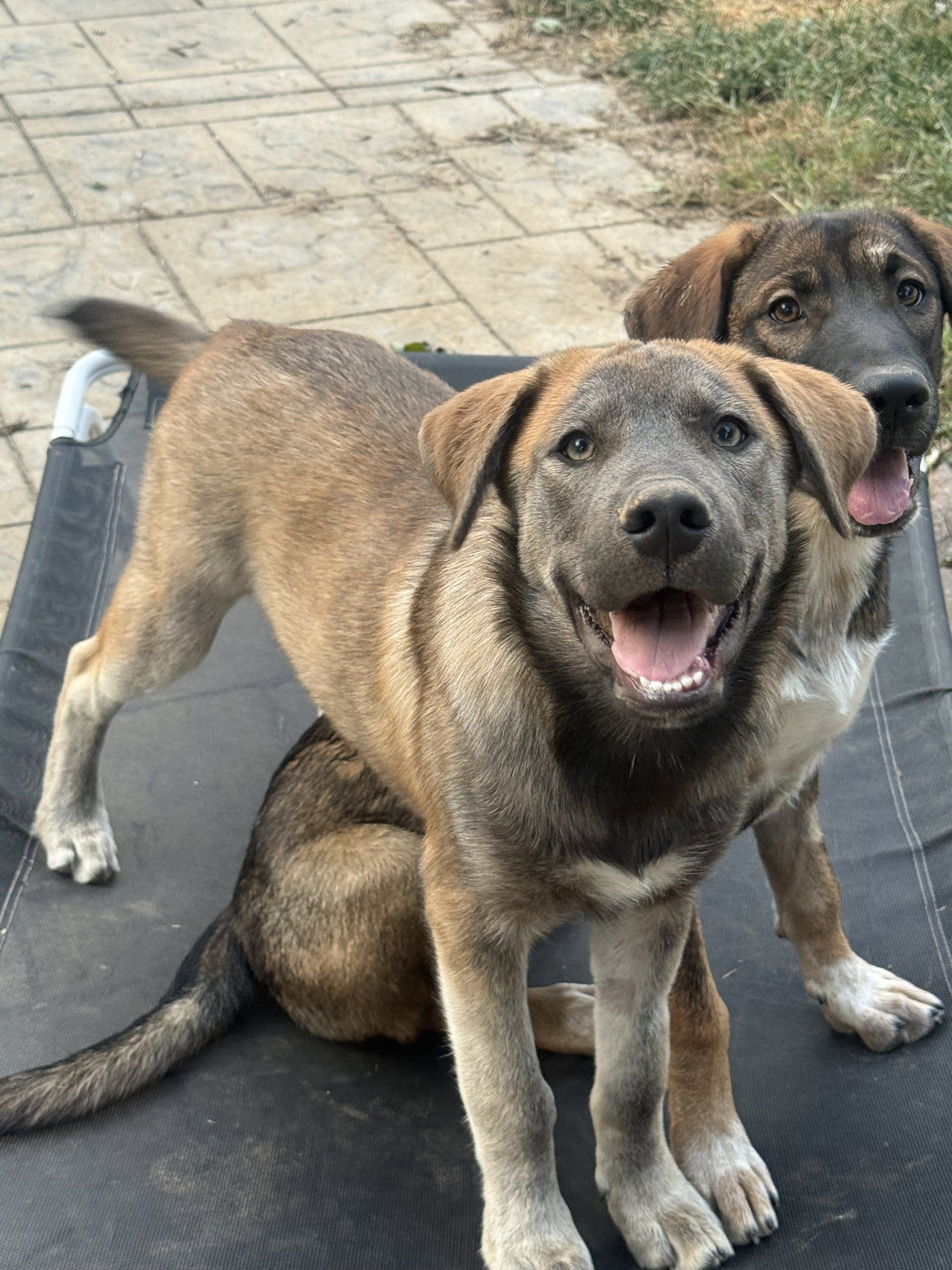 Willie Nelson, Australian Cattle Dog/Blue Heeler