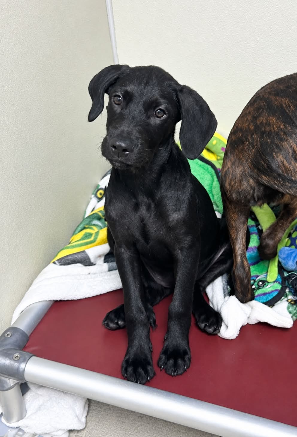 Haddi