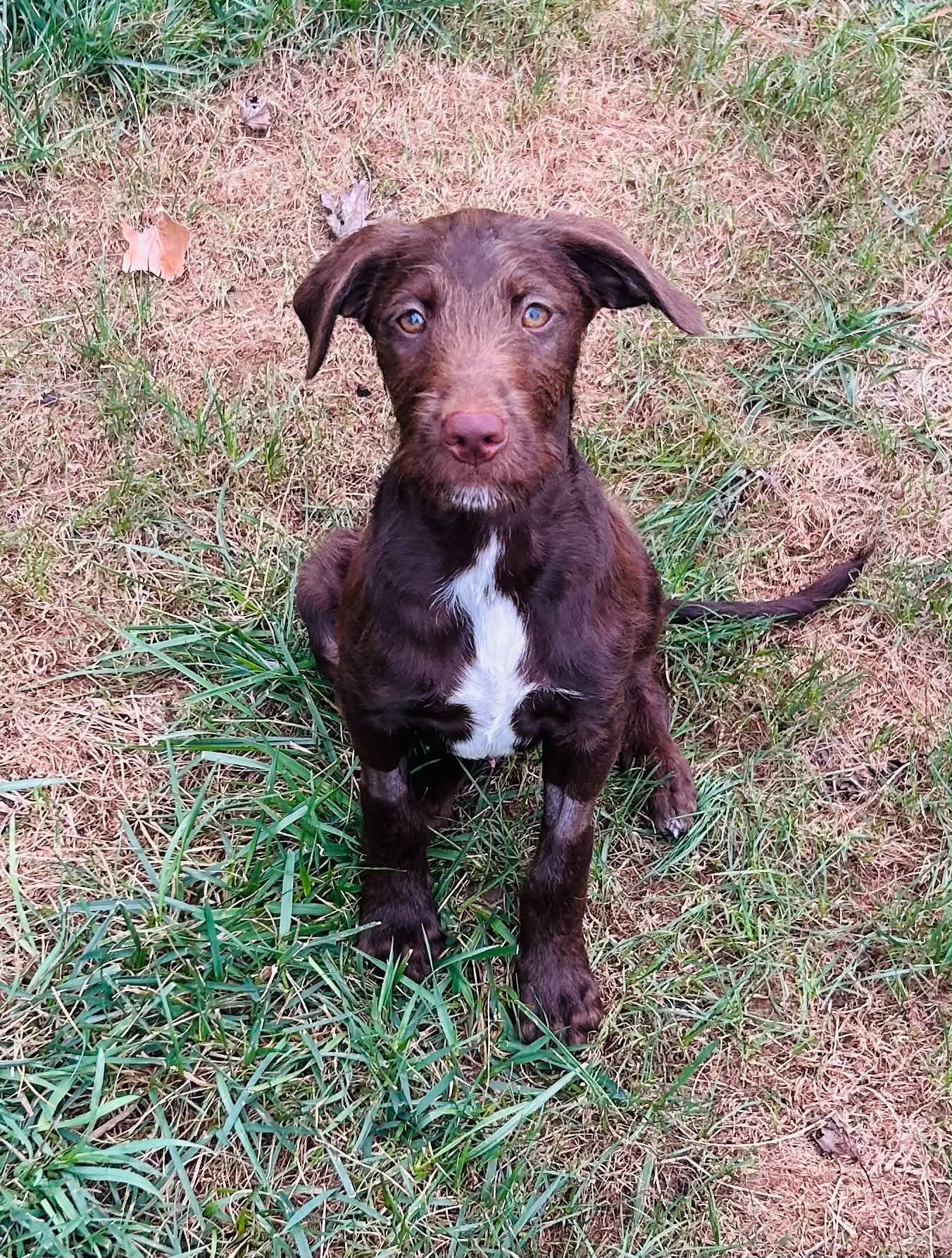 Lincoln - Labrador Retriever