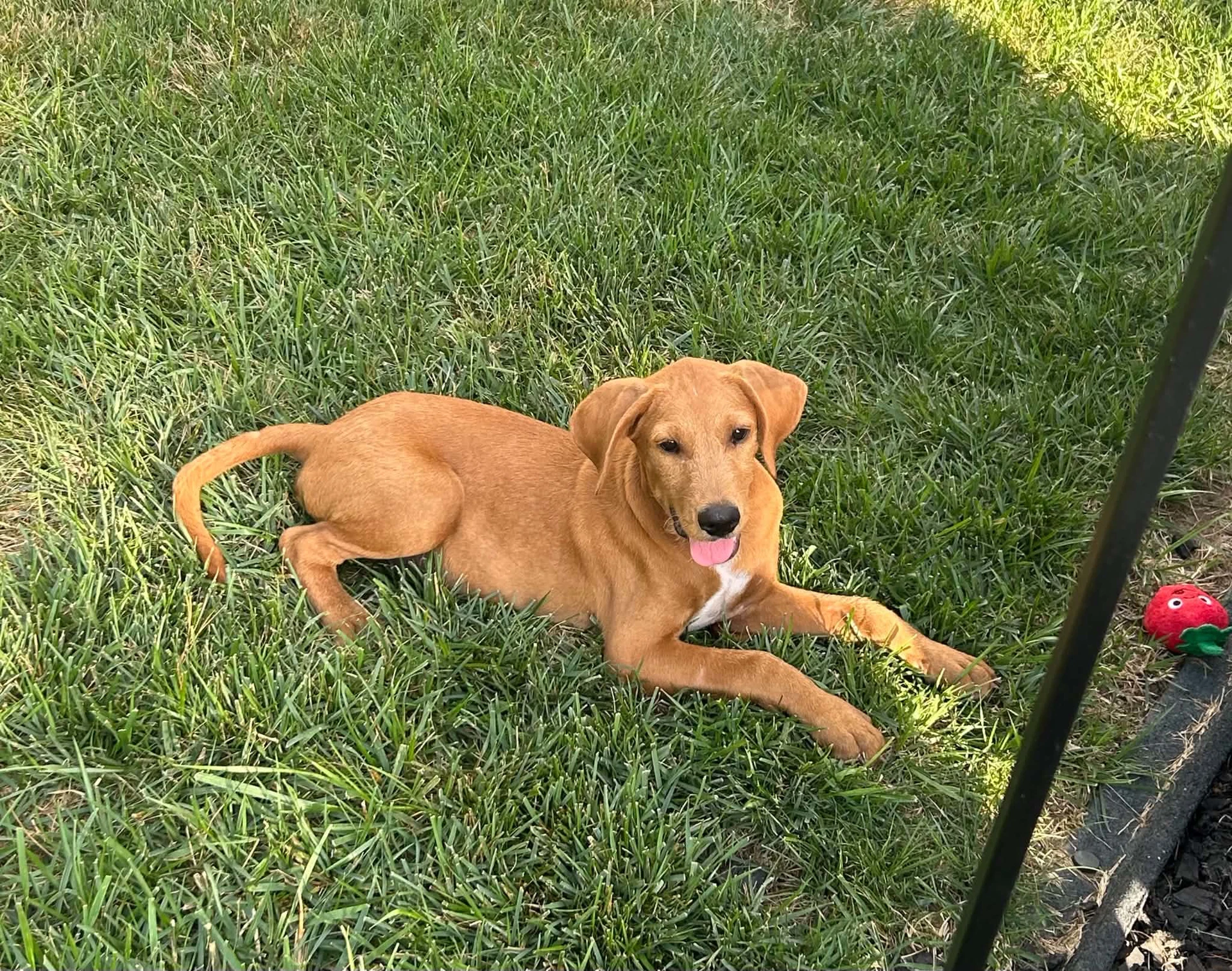 Huck