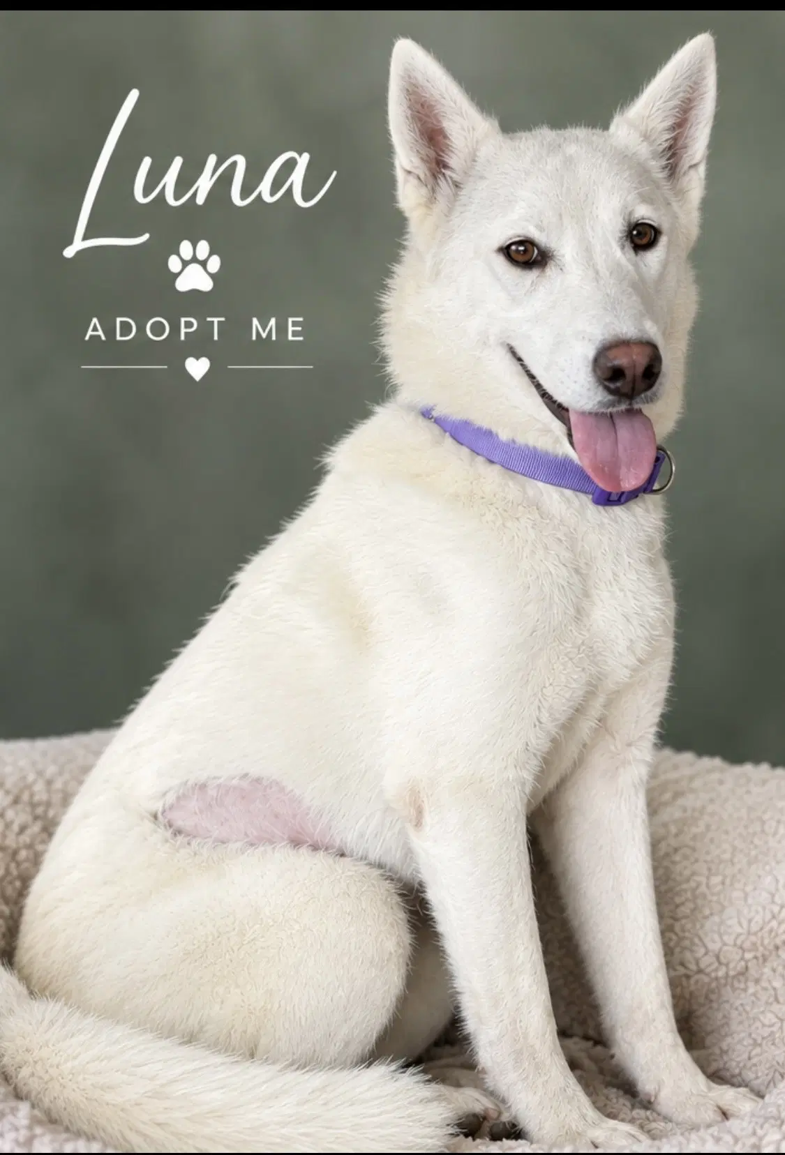Luna - Husky