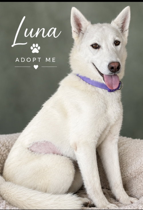 Luna, a dog for adoption from 4 Paws 4 Rescue