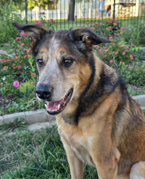 Raylan, a dog for adoption from 4 Paws 4 Rescue