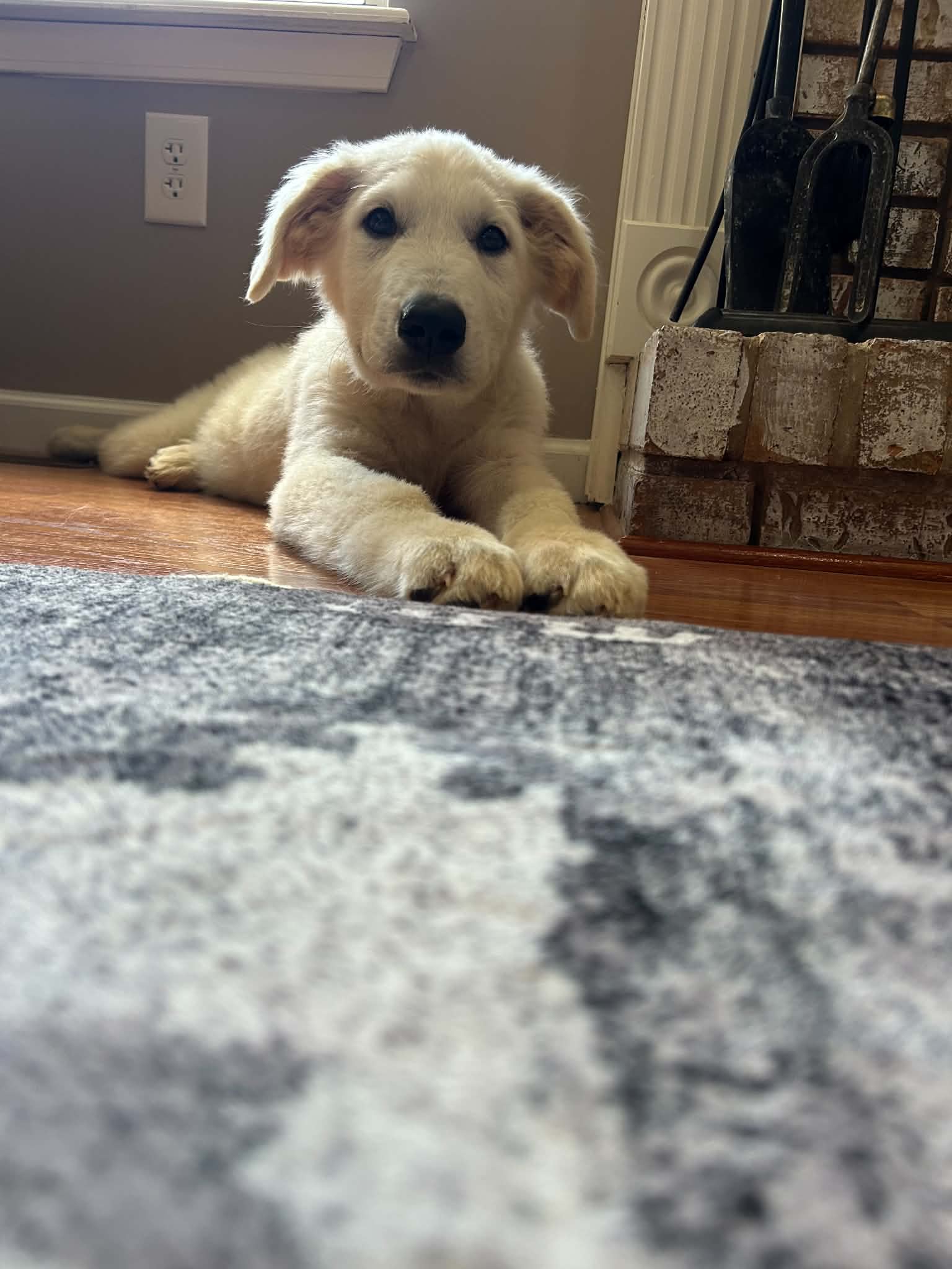 Nash - Great Pyrenees