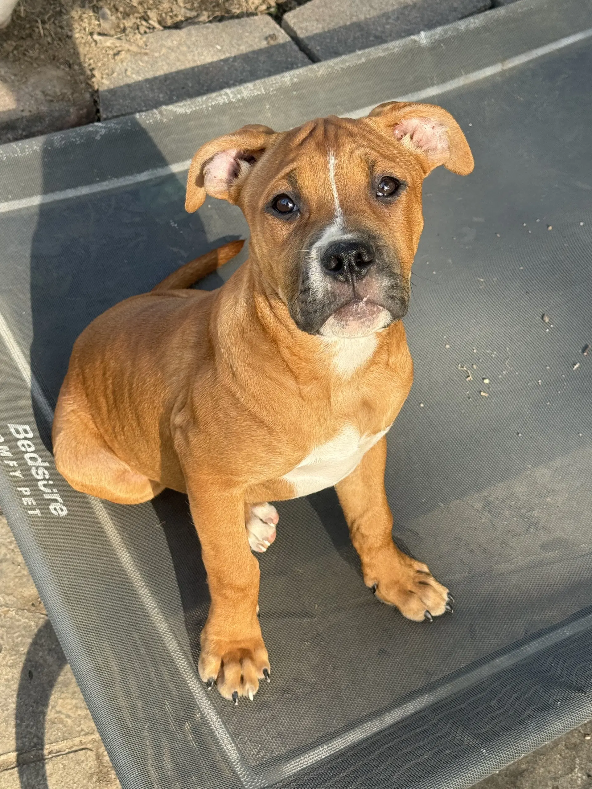 Savi - Pit Bull Terrier