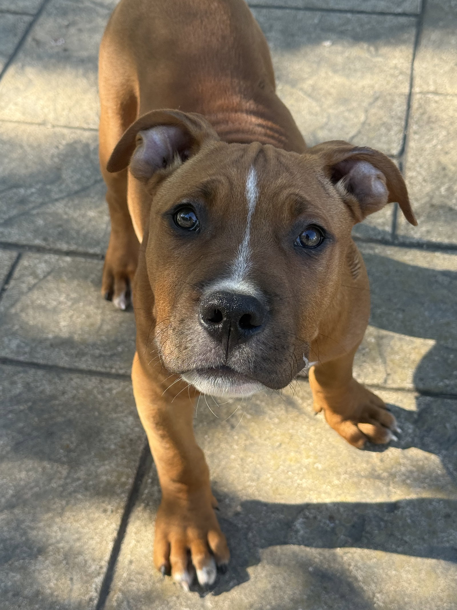 Sarge, photo 2
