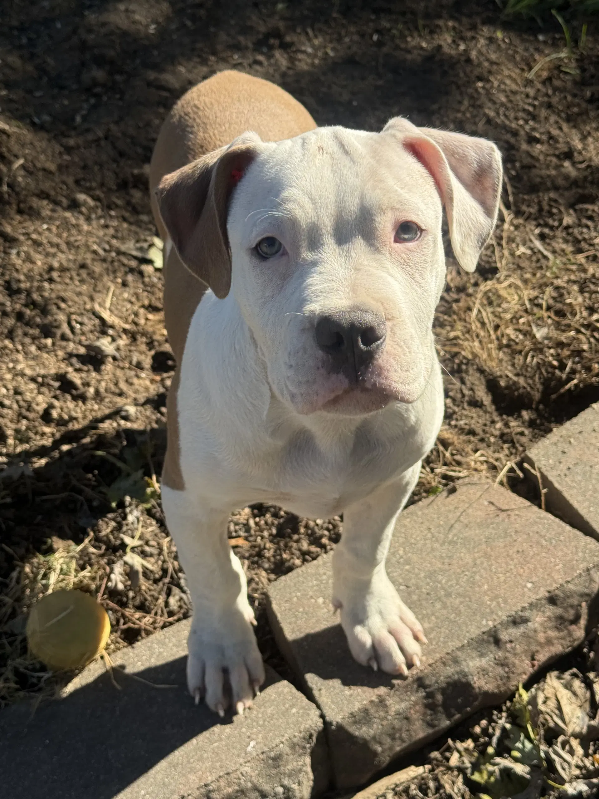 Sumo - Pit Bull Terrier