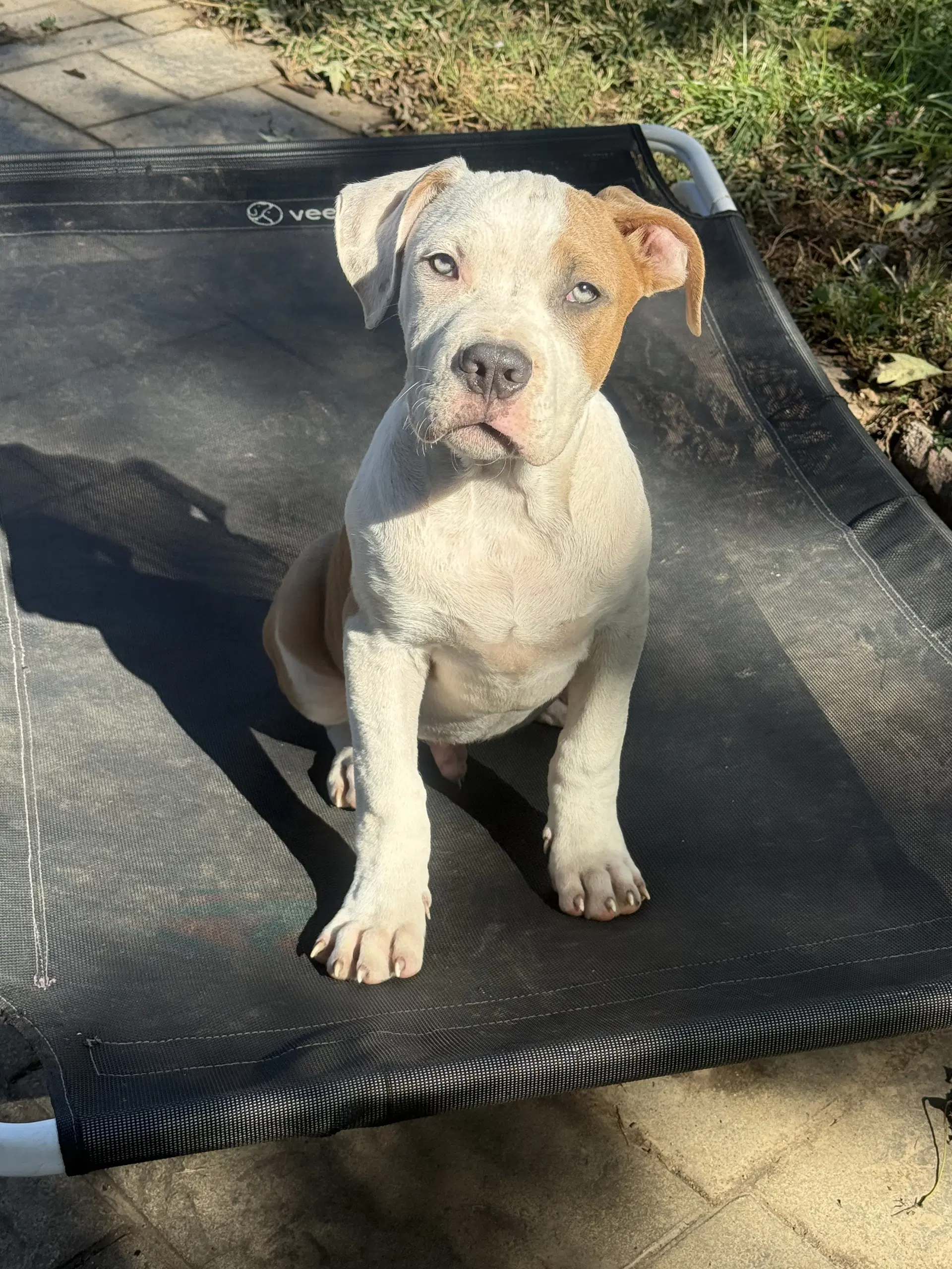 Snoop - Pit Bull Terrier