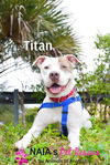 adoptable Dog in Royal Palm Beach, FL named Titan