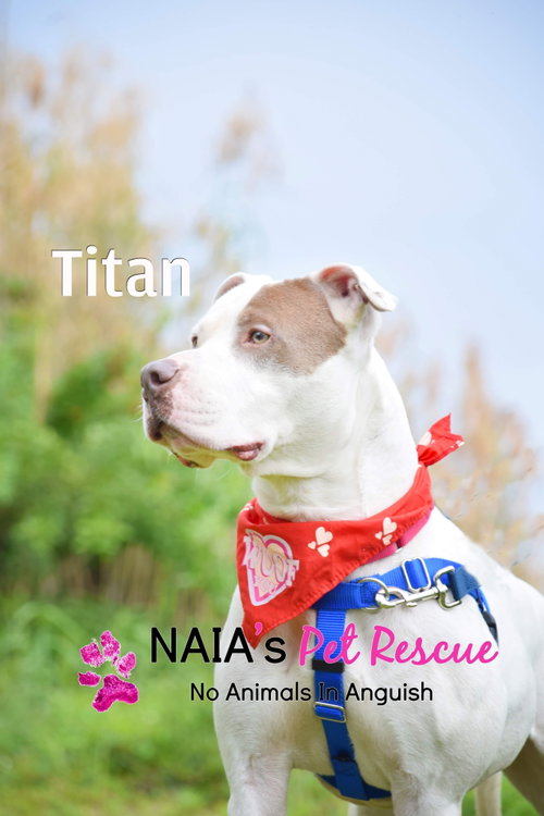 Photo 3 of Titan