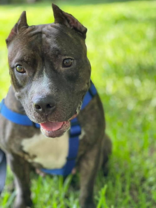 LEXI - American Staffordshire Terrier available for adoption