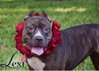 Lexi - Photo 4
