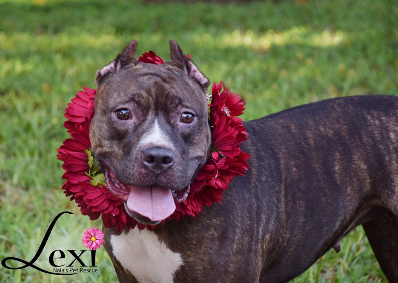 adoptable Dog in Royal Palm Beach, FL named Lexi