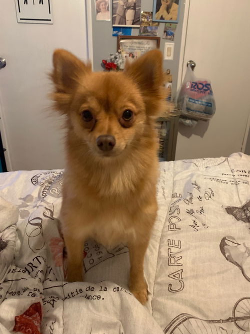 picture of the dog needing adoption