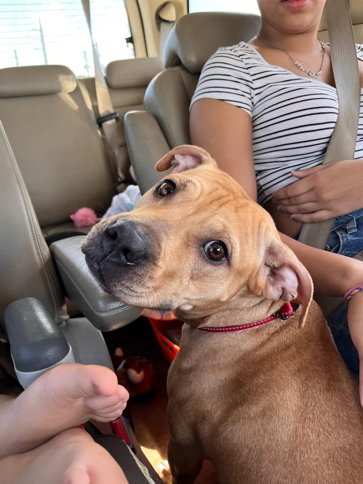 Dog for Adoption Marley, a Terrier in Broward County, FL Alpha Paw