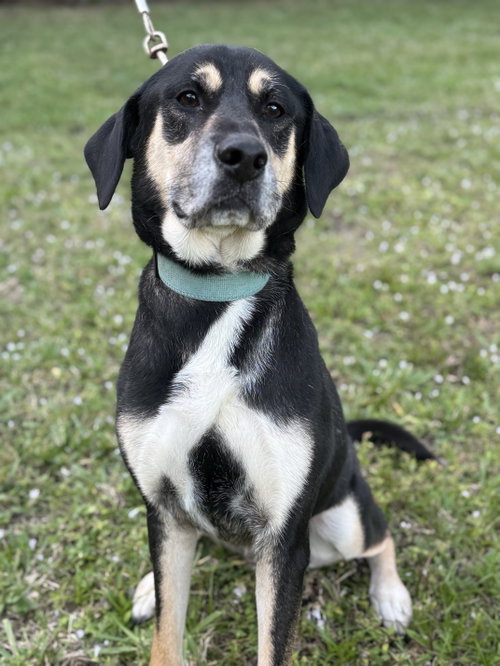 CODY - Husky / Rottweiler available for adoption