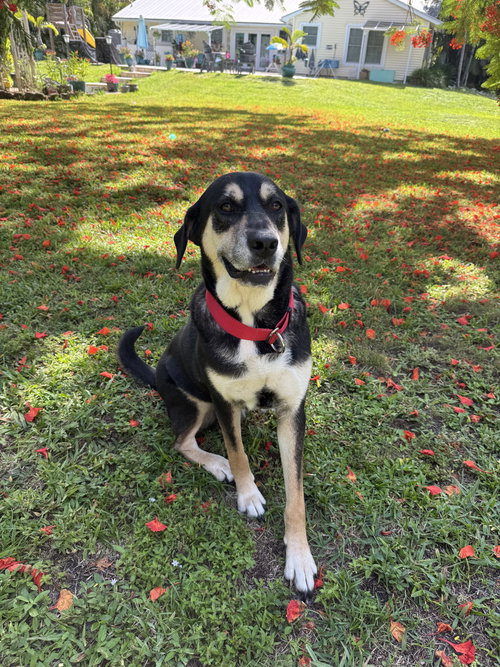 picture of the dog needing adoption