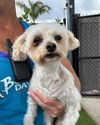 adoptable Dog in Royal Palm Beach, FL named Lambeau