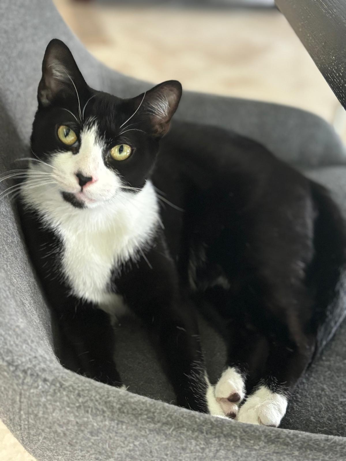 adoptable Cat in Royal Palm Beach, FL named Stellar