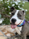 adoptable Dog in Royal Palm Beach, FL named Shadow