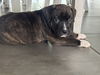 adoptable Dog in  named Smith