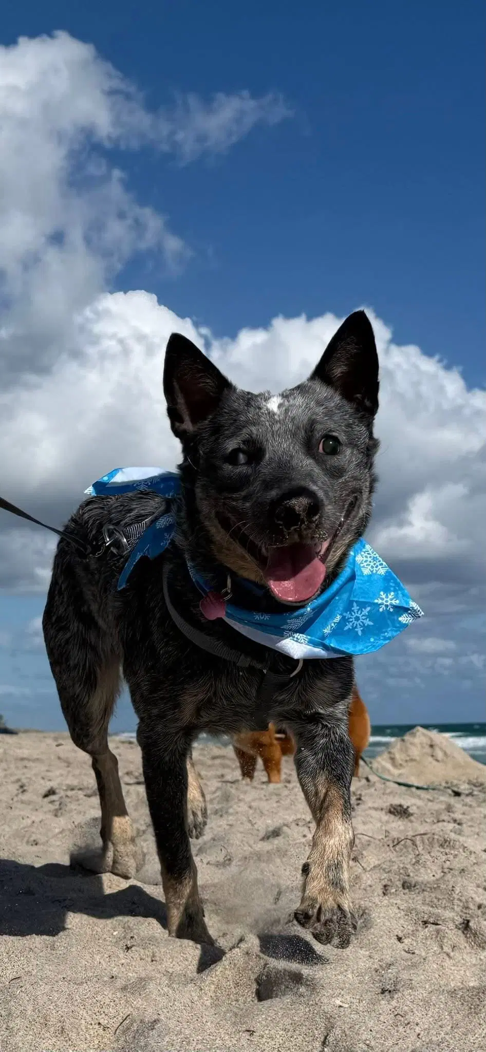 Blue - Australian Cattle Dog/Blue Heeler