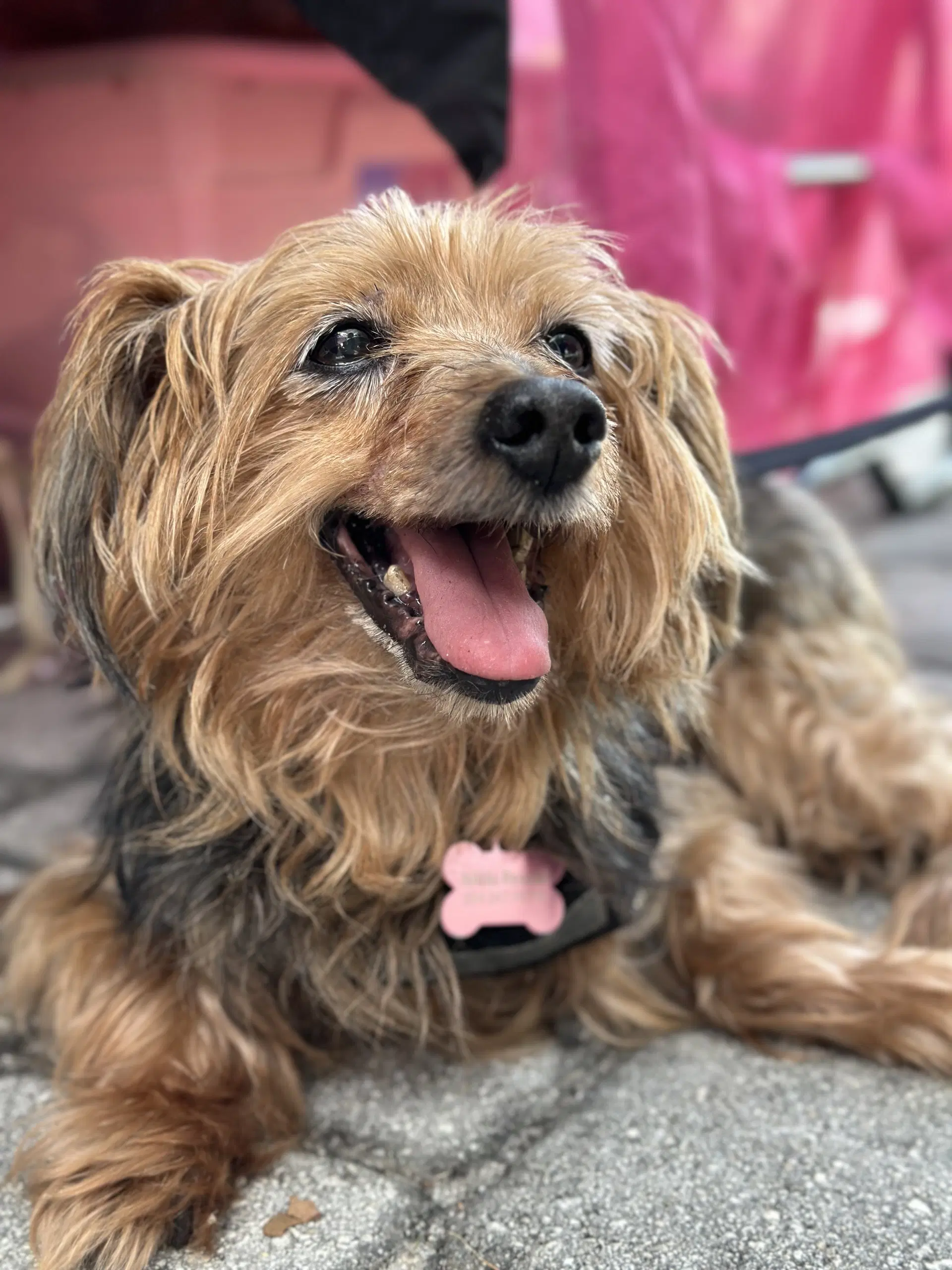 Tucker - Yorkshire Terrier Yorkie