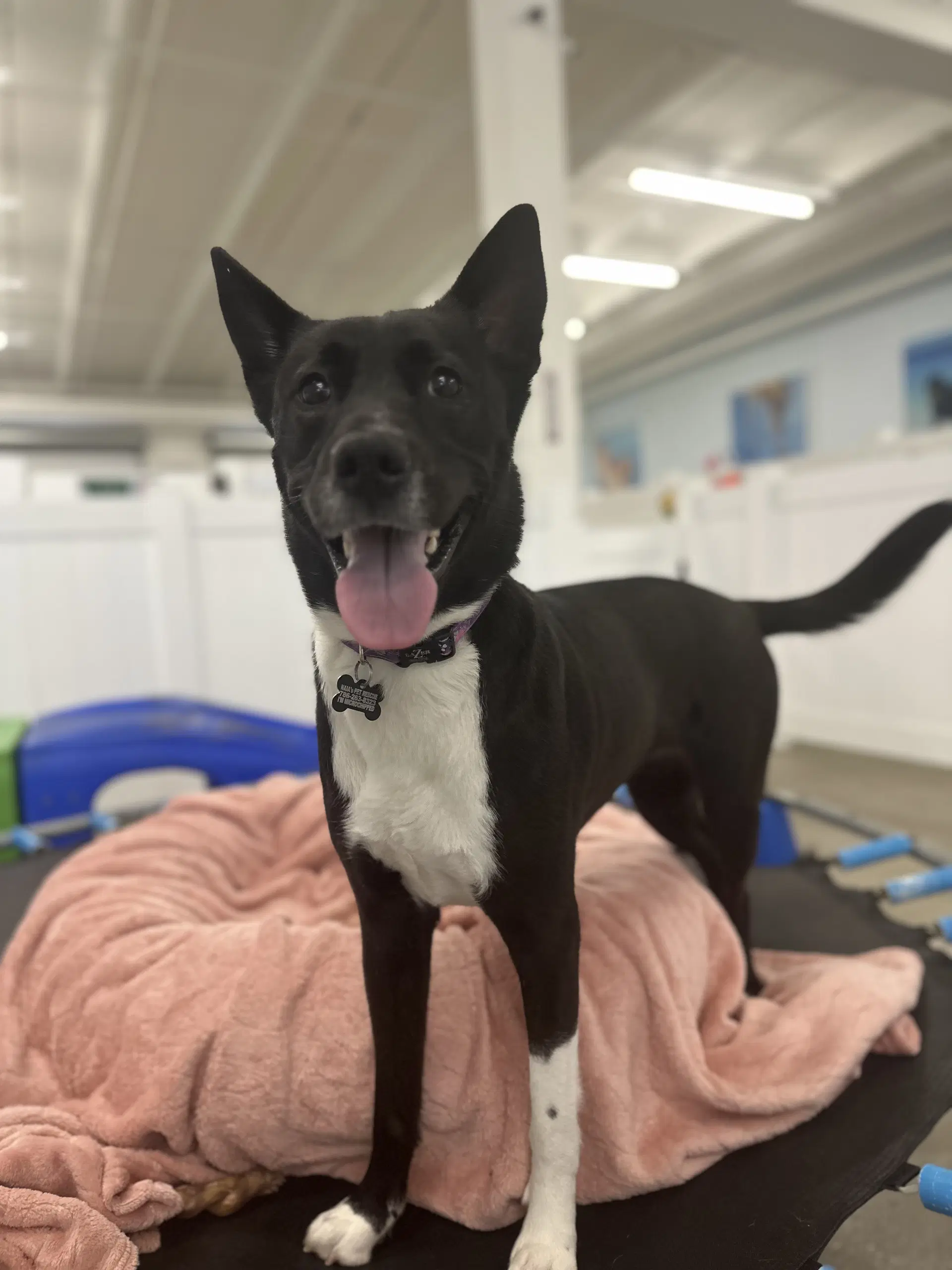 Mandie - Australian Kelpie