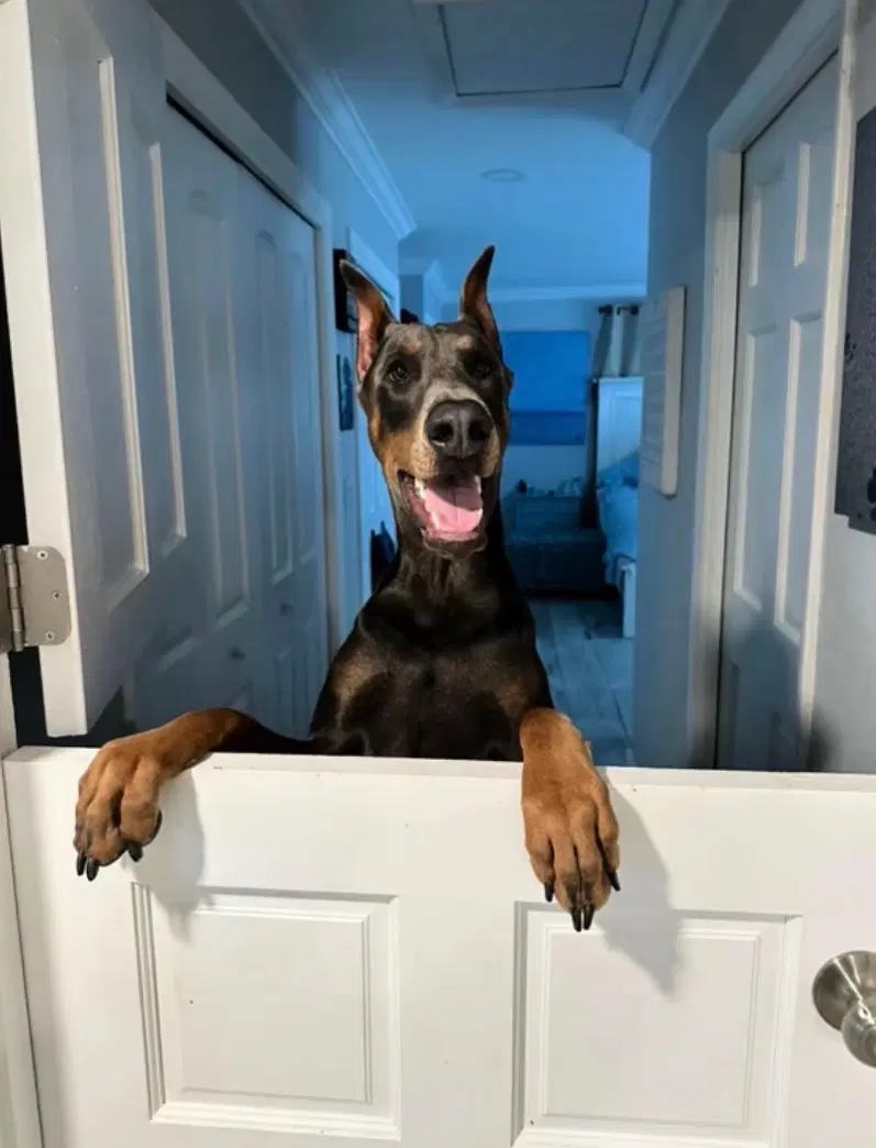 Hades - Doberman Pinscher