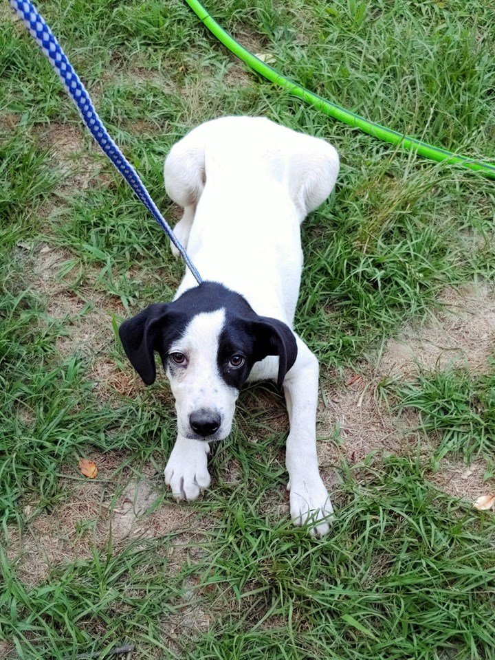 adoptable Dog in Shelburne, VT named Hailey