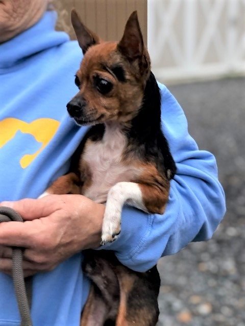 adoptable Dog in Shelburne, VT named Sampson