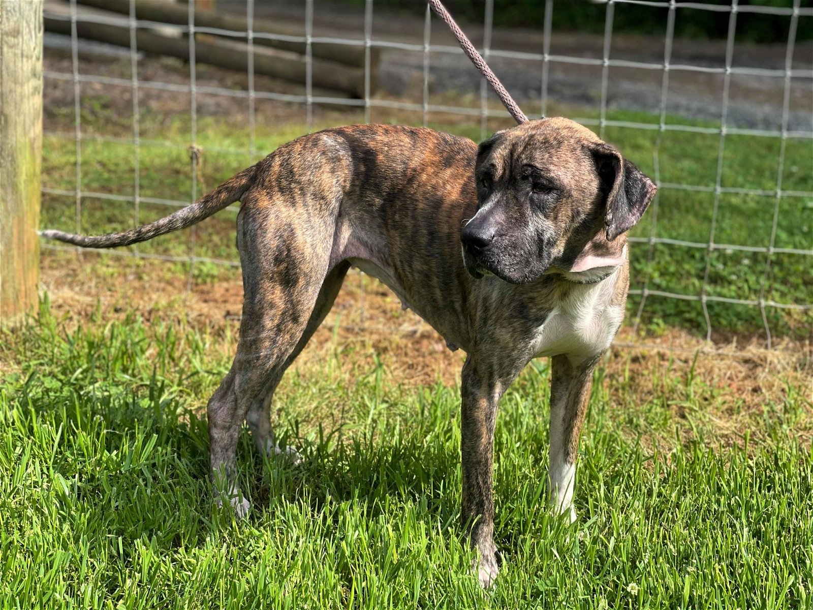 adoptable Dog in Shelburne, VT named Trixie