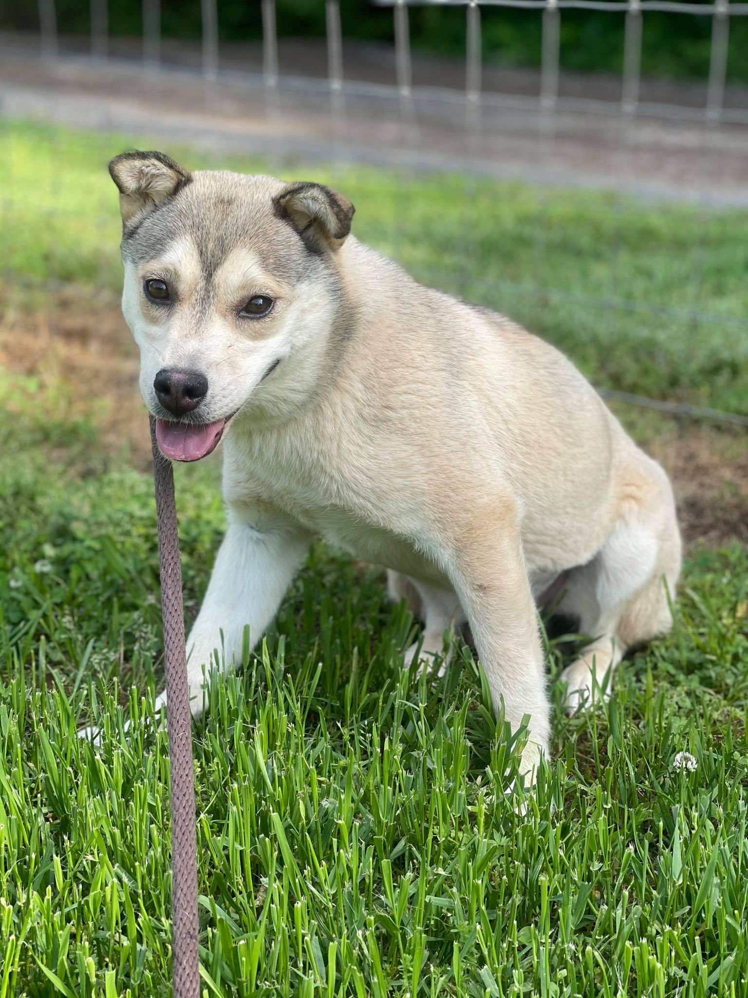 adoptable Dog in Shelburne, VT named Willow