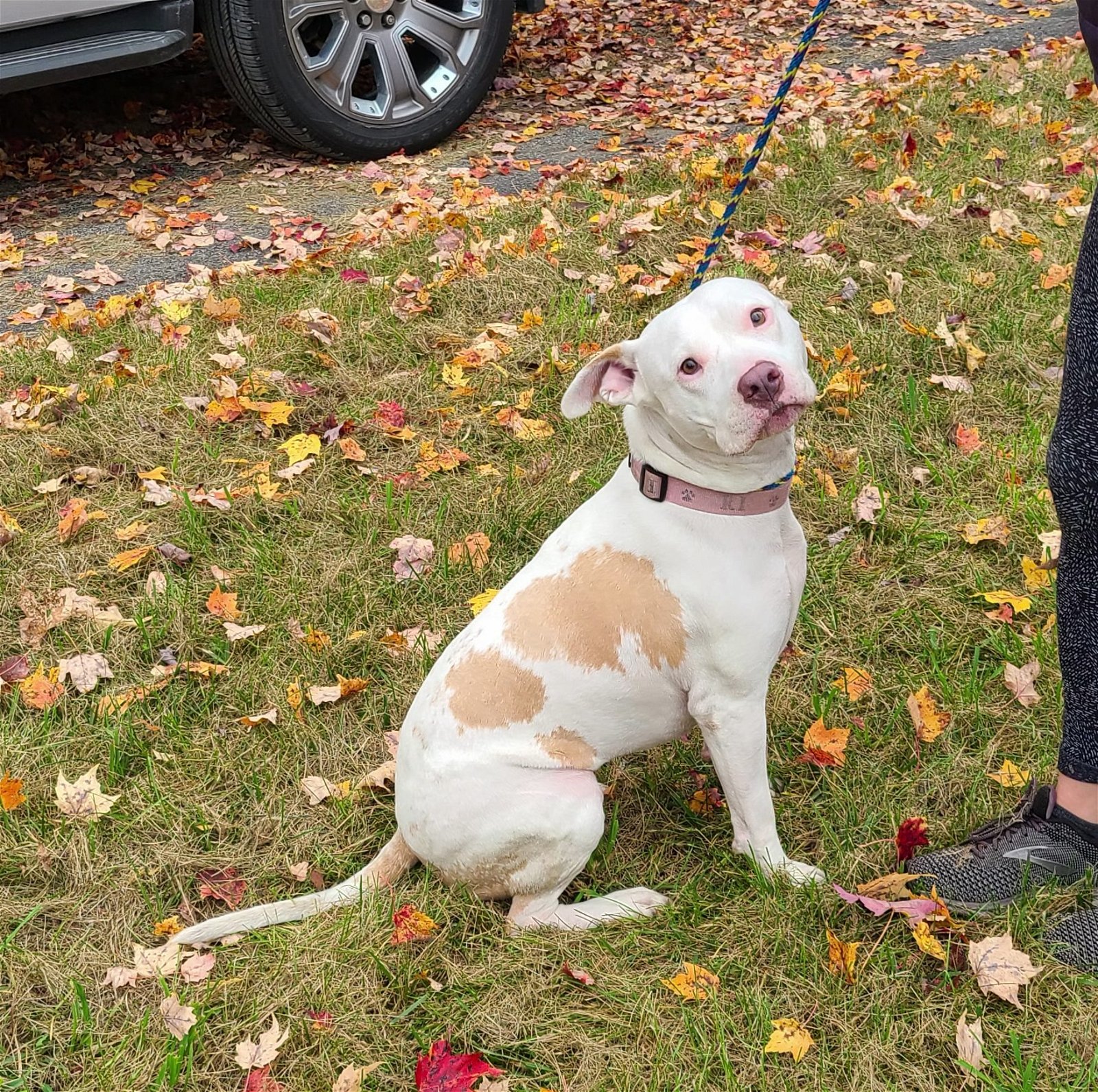 adoptable Dog in Shelburne, VT named Addie