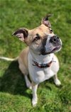 adoptable Dog in , VT named Evie