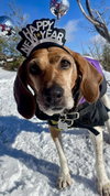 Molly - Photo 5
