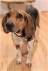 adoptable Dog in shelburne, VT named Molly