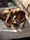 Molly - Photo 2