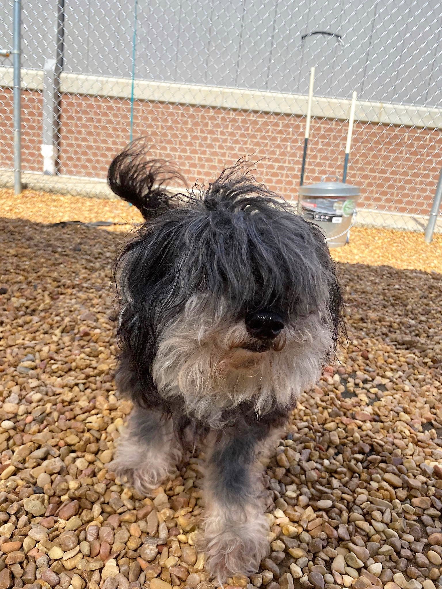 Dog for Adoption - Norah, a in Colchester, VT | Alpha Paw