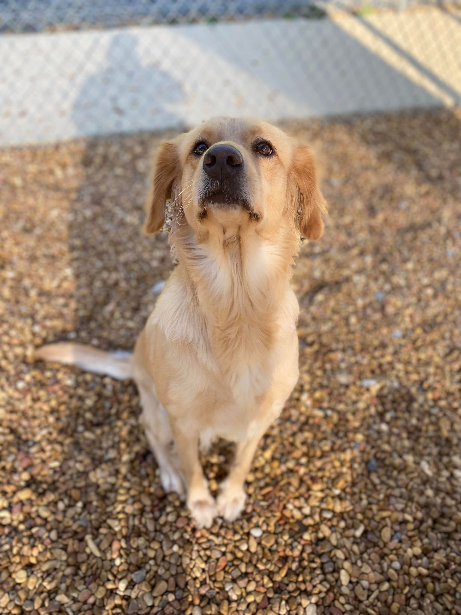 adoptable Dog in Shelburne, VT named Bailey